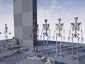 人体骨骼骨头模型 UE4/UE5人体骨骼模型