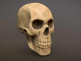 人类头骨 骷髅头模型 骨骼 遗骸 头骨化石