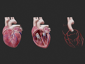 人体心脏 心脏解剖 人体器官