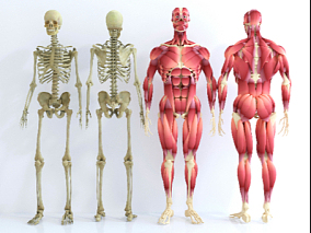 人体骨骼肌肉构造