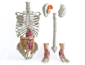 现代风格骨骼肠胃结构