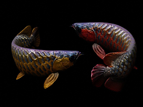 配置绑定 动画 金龙鱼 水族馆 热带 养殖 鱼缸 亚洲 淡水鱼