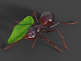 蚂蚁 昆虫 动物 写实模型