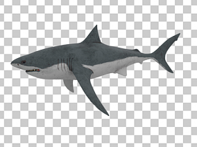 海洋生物鲨鱼带绑定动画写实