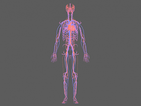 人体心脏 人体血管系统 动脉 静脉 人体血管 循环系统 毛细血管 循环系统 人体结构 医学人体
