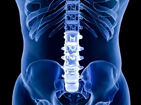 蓝色C4D创意医疗腰椎场景 人体 器官 医疗解剖 医学动画 血管系统 人体结构 肌肉组织 骨骼神经
