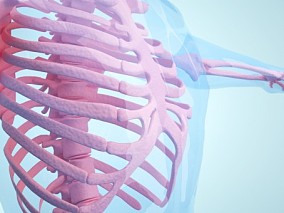 肋骨  骨骼人体医疗结构背景 (4) 人体 器官 医疗解剖 医学动画 血管系统 人体结构 肌肉组织