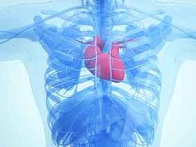 心脏 人体医疗结构背景 人体 器官 医疗解剖 医学动画 血管系统 人体结构 肌肉组织 骨骼神经