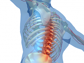 腰椎脊椎人体骨骼 人体 器官 医疗解剖 医学动画 血管系统 人体结构 肌肉组织 骨骼神经