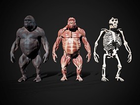 黑猩猩  动物 肌肉 骨骼 解刨 标本 结构