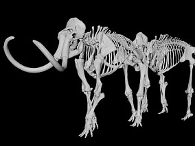 猛犸化石骨骼模型 脊椎动物 大象骨骼  猛犸象