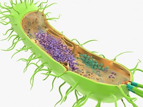 杆菌 病毒 细胞 细菌 脱氧核糖核酸 菌 微生物 核糖体