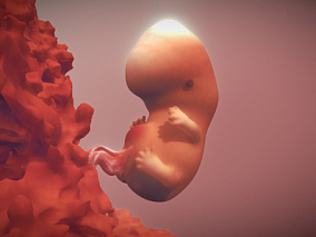 人类胚胎  胚胎  婴儿  脐带   怀孕  孕妇   宝宝  人体结构