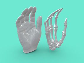 手部解剖学  医学模型  手  骷髅  人体结构  解剖  骨骼