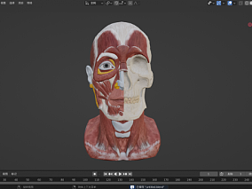 人体模型 肌肉 医学 头骨 3D模型 多种文件格式
