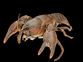 影视级龙虾   写实龙虾   扫描龙虾   龙虾   小龙虾   虾子  扫描动物  海洋动物