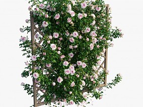 户外玫瑰花栅栏植物墙