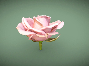 玫瑰  扫描玫瑰  写实玫瑰  粉红玫瑰  玫瑰花  花朵  花骨朵  花