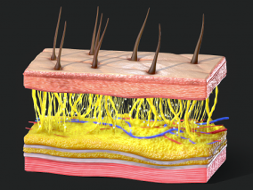 皮肤 汗腺导管 汗腺 汗孔 毛干 立毛肌 脂肪细胞 皮脂腺 神经 毛囊 淋巴管 真皮 毛孔 表皮