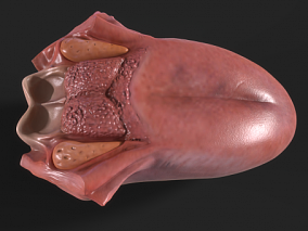 舌头 舌面 解剖模型 舌解剖学 舌背 肌性器官 人体器官