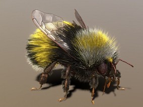 超写实蜜蜂    蜜蜂  飞虫   昆虫   虫子   扫描蜜蜂