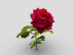 红玫瑰  玫瑰  扫描玫瑰   玫瑰花  花  花卉  鲜花