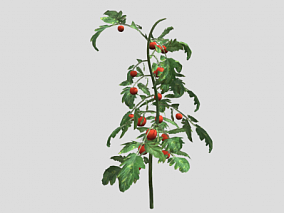 番茄植株  西红柿  植物  植被