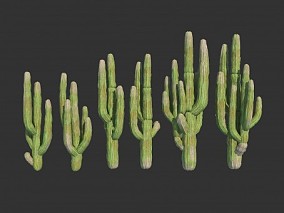 荒漠植物 仙人掌 墨西哥 巨型仙人掌 耐旱