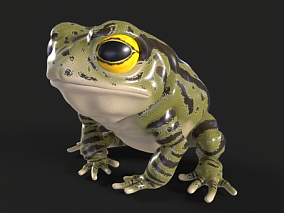 蟾蜍 青蛙 写实青蛙 雨蛙 林蛙