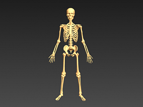 人体骨架 骨架 3d模型 cg模型