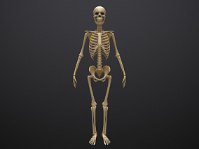 骷髅骨架      骷髅  人体骨骼   骨架