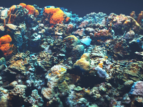 海底珊瑚礁扫描模型   珊瑚  海底时间  植物