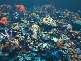 海底世界  植物  海洋景观