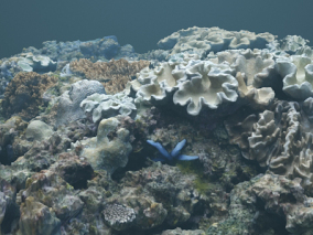 海底世界  海星  珊瑚