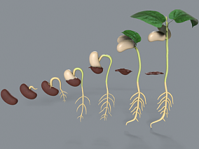 种子发芽过程 植物生长 种子生长 根茎叶 生物学 树苗 蔬菜