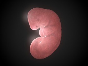 胚胎  胎儿   婴儿 脐带 怀孕 孕妇 宝宝 人体结构