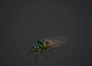 PBR 蝉 知了 哔蝉 中药 蛭蟟 蛣蟟 写实昆虫 节肢动物 有翅昆虫 六足 动物 药材 飞行动画