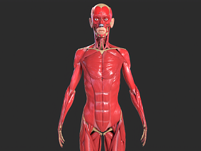 人体全身解剖学 肌肉分布 软骨 人体组织 眼睛 淋巴 肌肉 神经 器官 骨骼 PBR材质