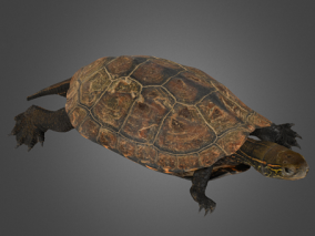 乌龟  扫描乌龟   写实乌龟