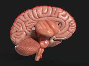 大脑 剖面 人脑 小脑 脑干 脑垂体 解剖 人体 器官 医疗 医用 医学模型