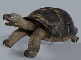 动物 乌龟  陆龟 加拉帕戈斯象龟 龟鳖目 巨龟 加拉帕戈斯巨龟
