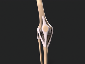 膝关节 膝盖 腿骨 骨骼 膝盖骨 人体骨骼 人体组织 医用模型 VR PBR
