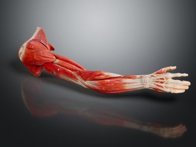手臂肌肉 上臂肌肉 人体肌肉 人体肌肉模型 肌肉模型 医学教具 医学道具