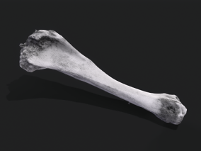 写实骨头 牛胫骨 骨骼 骨骸 骨头棒 大棒骨