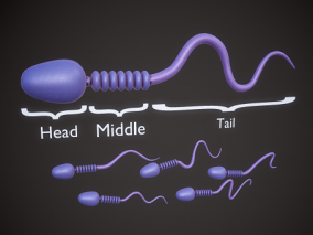 精子细胞 PBR 精子  剖面 男性精子 生殖 科普教育 VRAR 男性生殖细胞 遗传物质