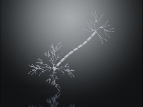 神经元 神经细胞 神经末梢 人体神经模型 细胞模型