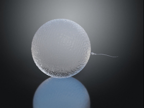 精子 卵子 受精 受精卵 卵子受精 人类精子和卵子 细胞模型