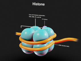 组蛋白结构 细胞核 组织 细胞结构 生物 医学