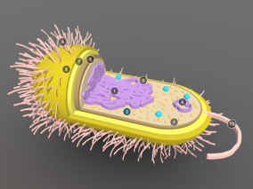 细胞内部模型 剖面 细菌模型 植物细胞模型 动物细胞模型 真菌细胞模型