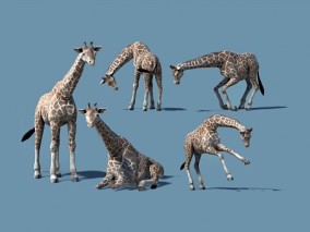 野生动物 长颈鹿 非洲 UE4/UE5